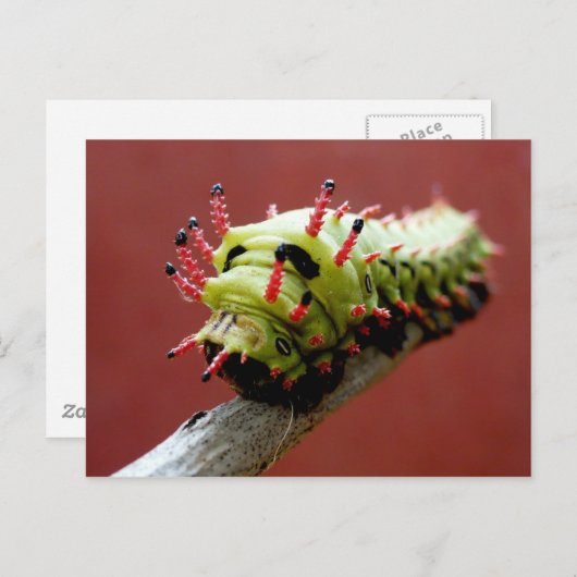 Raupe Postkarte (Vorne/Hinten)