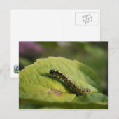 Raupe Postkarte (Vorne/Hinten)