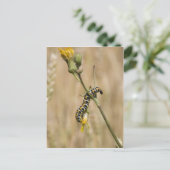 Raupe Postkarte (Stehend Vorderseite)