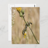 Raupe Postkarte (Vorne/Hinten)