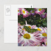 Raupe Postkarte (Vorne/Hinten)