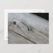Raupe Postkarte (Vorne/Hinten)