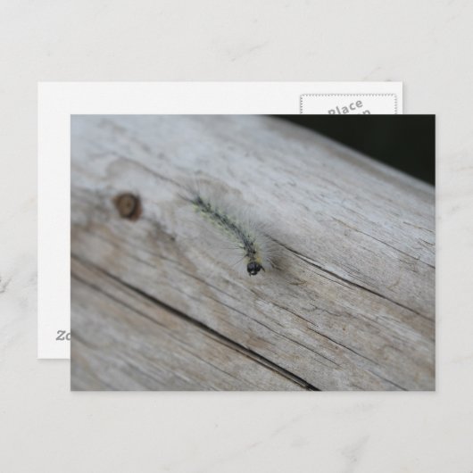 Raupe Postkarte (Vorne/Hinten)