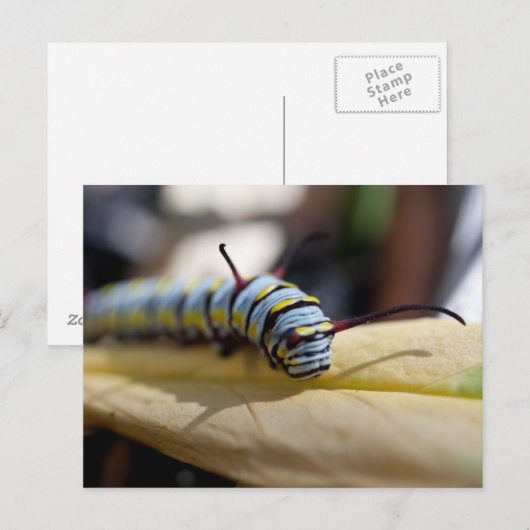 Raupe Postkarte (Vorne/Hinten)
