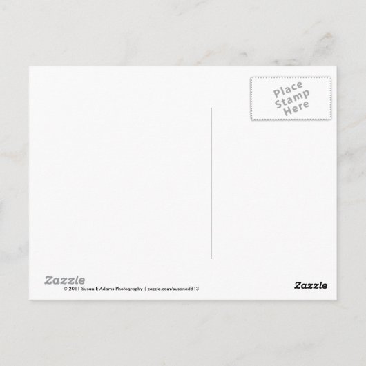 Raupe Postkarte (Rückseite)