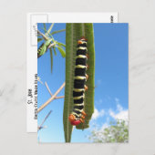 Raupe Postkarte (Vorne/Hinten)