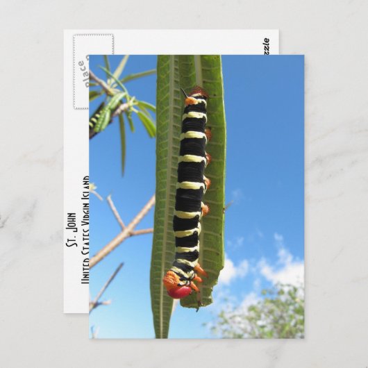 Raupe Postkarte (Vorne/Hinten)