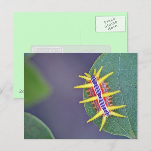 Raupe Postkarte. Postkarte (Vorne/Hinten)