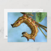 Raupe Postkarte. Postkarte (Vorne/Hinten)