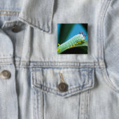 Raupe Prometheus Moth, Callosamia Button (Beispiel)