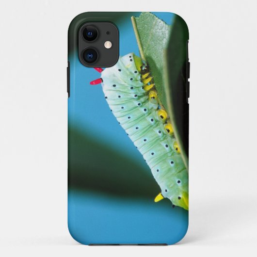 Raupe Prometheus Moth, Callosamia Case-Mate iPhone Hülle (Rückseite)