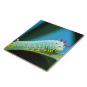 Raupe Prometheus Moth, Callosamia Fliese (Seite)