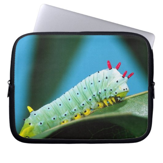 Raupe Prometheus Moth, Callosamia Laptopschutzhülle (Vorderseite)