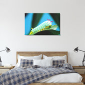 Raupe Prometheus Moth, Callosamia Leinwanddruck (Insitu (Schlafzimmer))