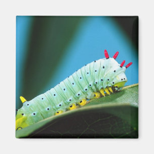 Raupe Prometheus Moth, Callosamia Magnet