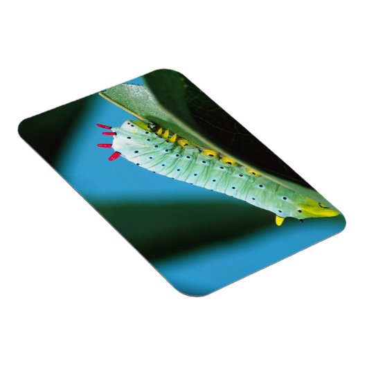 Raupe Prometheus Moth, Callosamia Magnet (Rechte Seite)