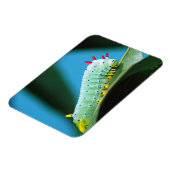 Raupe Prometheus Moth, Callosamia Magnet (Linke Seite)