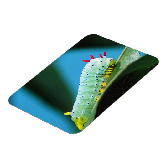 Raupe Prometheus Moth, Callosamia Magnet (Linke Seite)