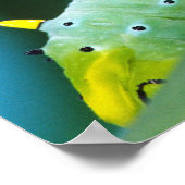 Raupe Prometheus Moth, Callosamia Poster (Ecke)