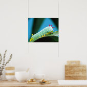 Raupe Prometheus Moth, Callosamia Poster (Küche)