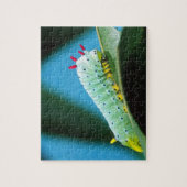 Raupe Prometheus Moth, Callosamia Puzzle (Vertikal)