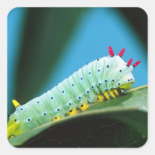 Raupe Prometheus Moth, Callosamia Quadratischer Aufkleber (Vorderseite)
