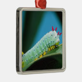 Raupe Prometheus Moth, Callosamia Silbernes Ornament (Rechts)