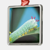 Raupe Prometheus Moth, Callosamia Silbernes Ornament (Links)