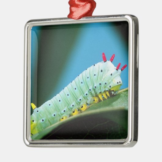 Raupe Prometheus Moth, Callosamia Silbernes Ornament (Links)