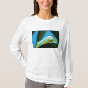 Raupe Prometheus Moth, Callosamia T-Shirt