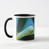 Raupe Prometheus Moth, Callosamia Tasse (Links)