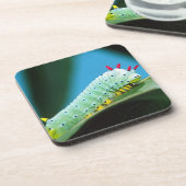 Raupe Prometheus Moth, Callosamia Untersetzer (Linke Seite)