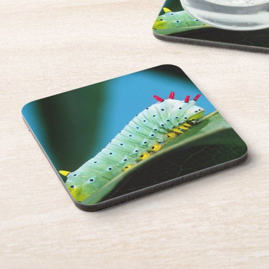 Raupe Prometheus Moth, Callosamia Untersetzer (Linke Seite)