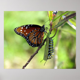 Raupe Queen Butterfly und Monarch Poster