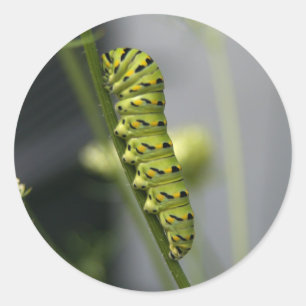Raupe Runder Aufkleber