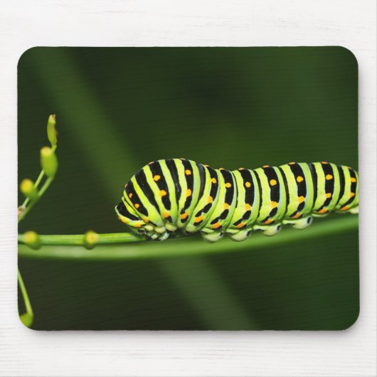 Raupe, Schmetterling, Dovetail Mousepad (Vorne)