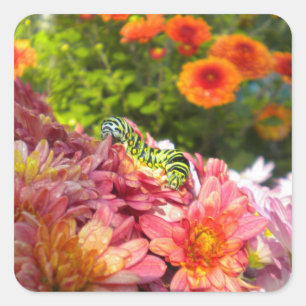 Raupe Sonnenschutzkleber Quadratischer Aufkleber