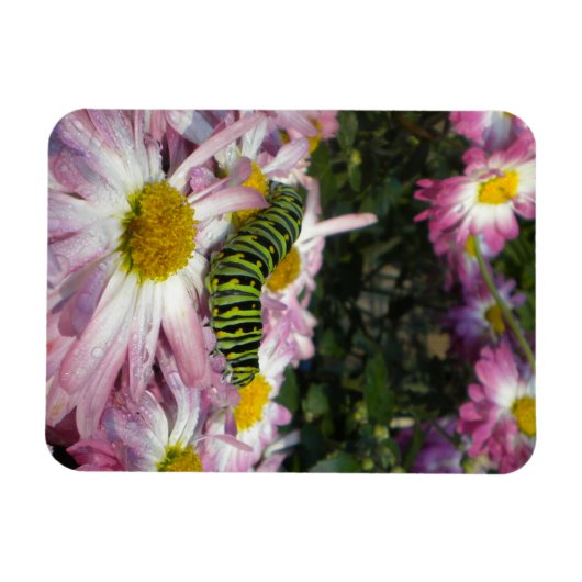 Raupe Stroll Magnet (Horizontal)