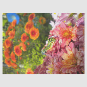 Raupe über Asters Seidenpapier