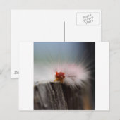 Raupe überprüft Dinge Postkarte (Vorne/Hinten)