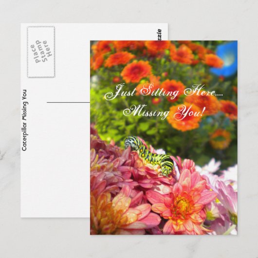 Raupe Vermisst Postkarte (Vorne/Hinten)