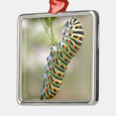 Raupe von Frack auf Gras Silbernes Ornament (Links)