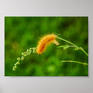 Raupe Yellow Wooly Worm Insekten Poster