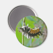 Raupen der Milkweed Tussock Moth Magnet (Vorderseite/Rückseite)