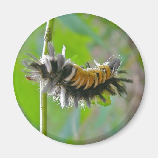 Raupen der Milkweed Tussock Moth Magnet (Vorne)