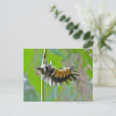 Raupen der Milkweed Tussock Moth Postkarte (Stehend Vorderseite)