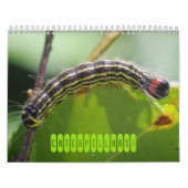 Raupen! Kalender (Titelbild)