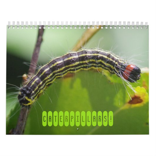Raupen! Kalender (Titelbild)