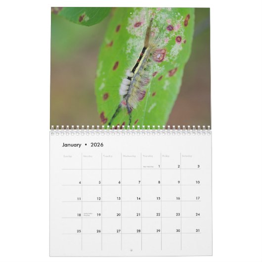 Raupen! Kalender (Jan 2026)