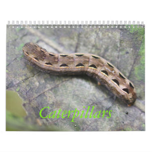 Raupen-Kalender Kalender